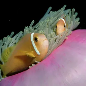 Black-footed Clownfish, Indian Ocean