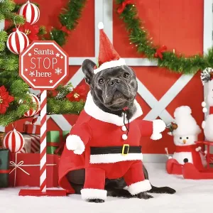 Black French Bulldog wearing Santa Claus dog costume next to seasonal decorations with Christmas tree Black French Bulldog wearing Santa Claus dog costume next to seasonal decorations with Christmas tree
