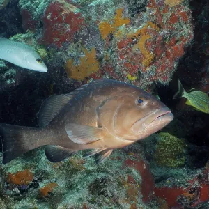 Black grouper (Mycteroperca bonaci)