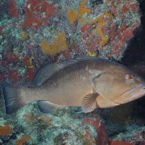 Black grouper (Mycteroperca bonaci)