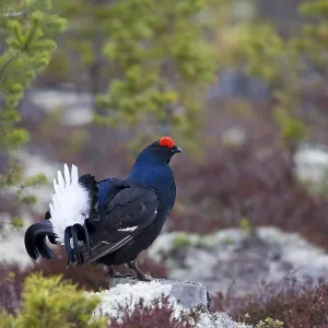 Black grouse, courtship behavior Black grouse, courtship behavior