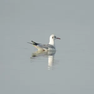 A black-headed gull (Chroicocephalus ridibundus) in the water