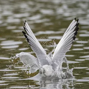 A black-headed gull dives into water A black-headed gull dives into water