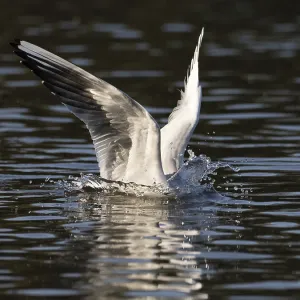 A black-headed gull dives into water A black-headed gull dives into water
