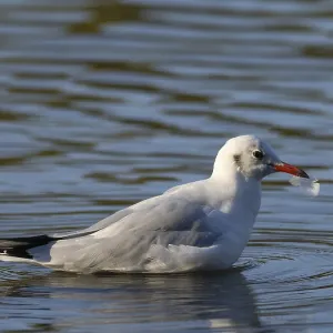 A black-headed gull with a feather in its beak A black-headed gull with a feather in its beak