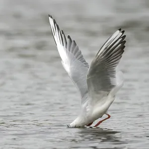 A black-headed gull fishing just in front of diving into water A black-headed gull fishing just in front of diving into water