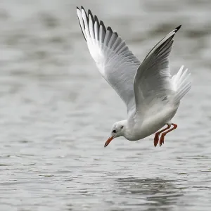 A black-headed gull fishing just in front of diving into water A black-headed gull fishing just in front of diving into water