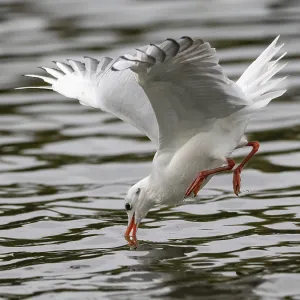 A black-headed gull fishing just in front of diving into water A black-headed gull fishing just in front of diving into water