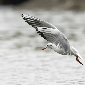 A black-headed gull fishing, Ruhrpott A black-headed gull fishing, Ruhrpott