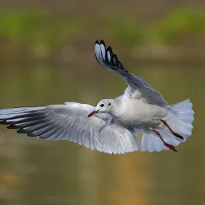 A black-headed gull in flight, North Rhine-Westphalia A black-headed gull in flight, North Rhine-Westphalia