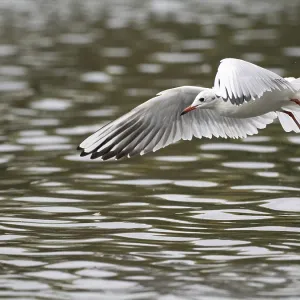 A black-headed gull in flight, Ruhrpott A black-headed gull in flight, Ruhrpott