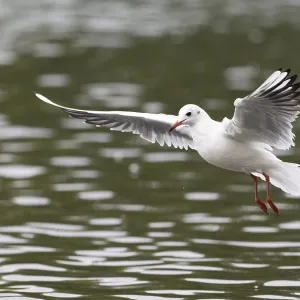 A black-headed gull in flight, Ruhrpott A black-headed gull in flight, Ruhrpott