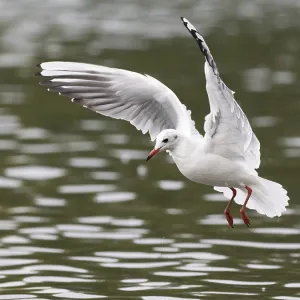 A black-headed gull in flight, Ruhrpott A black-headed gull in flight, Ruhrpott