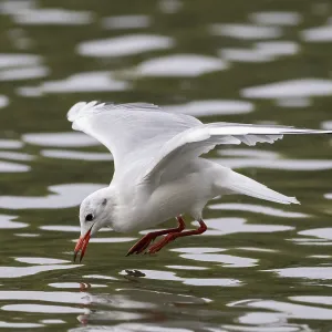 A black-headed gull flying just in front of diving into water A black-headed gull flying just in front of diving into water