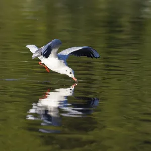 A black-headed gull just in front of diving into water A black-headed gull just in front of diving into water