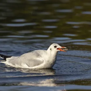 A black-headed gull with prey fish in its beak A black-headed gull with prey fish in its beak