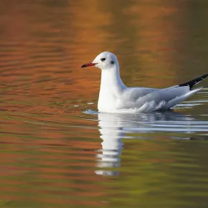 A black-headed gull reflected in water A black-headed gull reflected in water