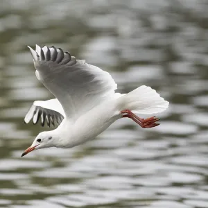 A black-headed gull swooping, Ruhrpott A black-headed gull swooping, Ruhrpott