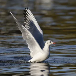 A black-headed gull taking off A black-headed gull taking off