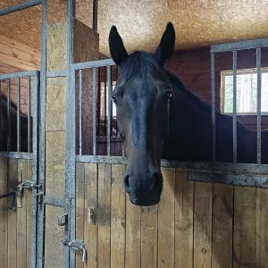 A black horse stands in a stall A black horse stands in a stall