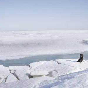 Black Labrador dog sitting in winter landscape Black Labrador dog sitting in winter landscape