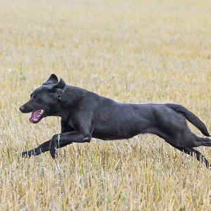 Black Labrador Retriever gun dog Black Labrador Retriever gun dog