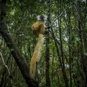 Black lemur (Eulemur macaco macaco) in the rainforests of north-west Madagascar