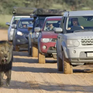 Black-maned lion (Panthera leo melanochaita) Black-maned lion (Panthera leo melanochaita)
