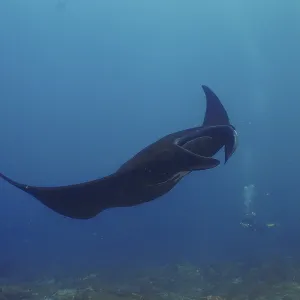 A black manta ray, reef manta (Mobula alfredi)