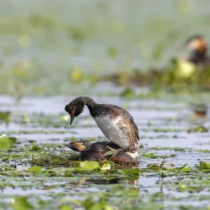 Black-necked Grebe (Podiceps nigricollis) at the nest near Copula