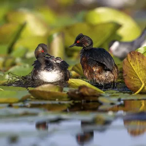 Black-necked Grebe (Podiceps nigricollis) at the nest with young