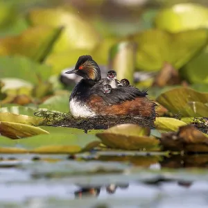Black-necked Grebe (Podiceps nigricollis) at the nest with young