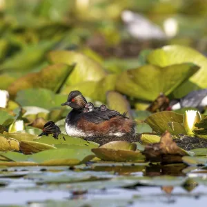 Black-necked Grebe (Podiceps nigricollis) at the nest with young