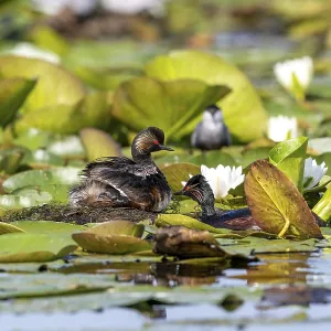 Black-necked Grebe (Podiceps nigricollis) at the nest with young