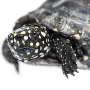 Black pond turtle, Geoclemys hamiltonii, isolated Black pond turtle, Geoclemys hamiltonii, isolated