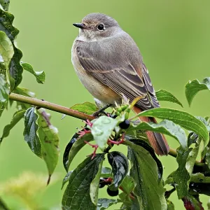 Black redstart (Phoenicurus ochruros) Black redstart (Phoenicurus ochruros)