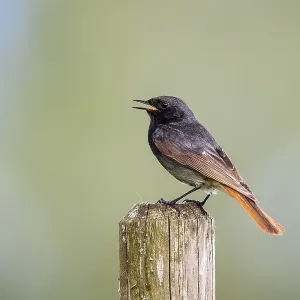 Black redstart (Phoenicurus ochruros)