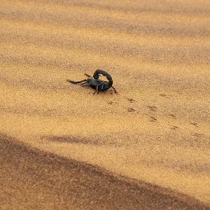 Black scorpion (Parabuthus villosus) running across sand