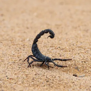 Black scorpion (Parabuthus villosus) running across sand