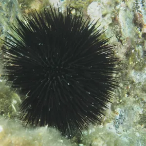 A black sea urchin (Arbacia lixula) with many fine spines on rocky ground in the Mediterranean near Hyeres A black sea urchin (Arbacia lixula) with many fine spines on rocky ground in the Mediterranean near Hyeres