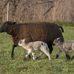 A black sheep runs across a natural pasture with two lambs A black sheep runs across a natural pasture with two lambs