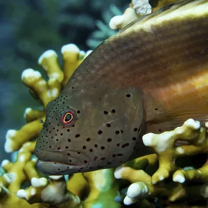 Black-sided hawkfish (Paracirrhites forsteri) in Coral Black-sided hawkfish (Paracirrhites forsteri) in Coral
