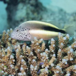 Black-sided hawkfish (Paracirrhites forsteri) in the reef Black-sided hawkfish (Paracirrhites forsteri) in the reef