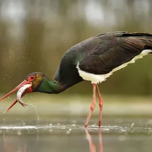 Black stork (Ciconia nigra), with prey