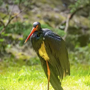 Black stork (Ciconia nigra) standing on a meadow