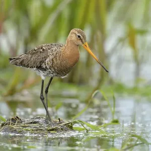Black-tailed Godwit (Limosa limosa) Black-tailed Godwit (Limosa limosa)