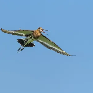 Black-tailed godwit (Limosa limosa) in flight Black-tailed godwit (Limosa limosa) in flight