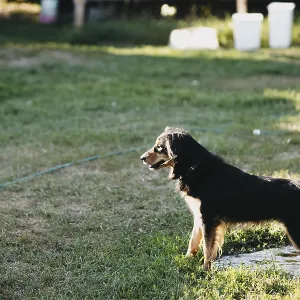 A black and tan dog standing on grass in sunlight A black and tan dog standing on grass in sunlight