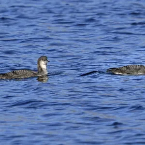Two black-throated loons, Arctic loon Two black-throated loons, Arctic loon