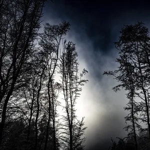 Black tree silhouettes against a dramatically cloudy night sky Black tree silhouettes against a dramatically cloudy night sky